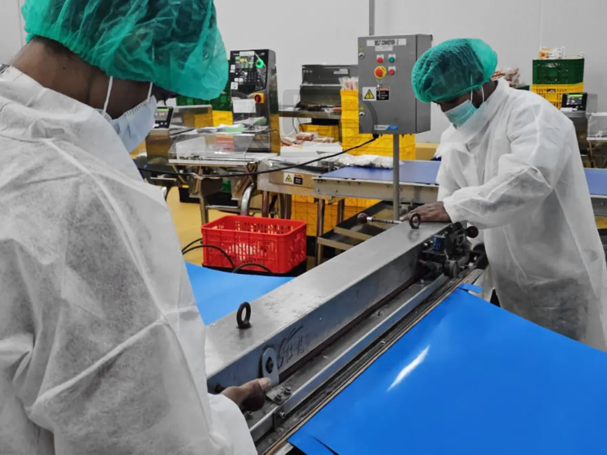Dua teknisi bergaun dan berpenutup kepala menutup mesin press portabel pada belt PVC biru di ruang produksi pangan pelanggan saat penyambungan onsite